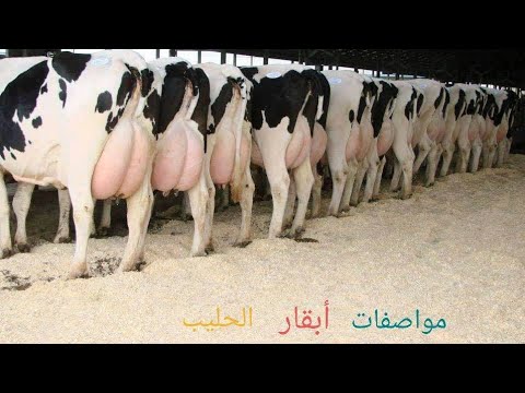 , title : '#ماهي مواصفات #أبقار الحليب و كيف يمكن أن تختار أبقار الحليب من خلال علامات تدل على ذلك'