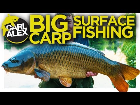 SURFACE FISHING for BIG CARP!