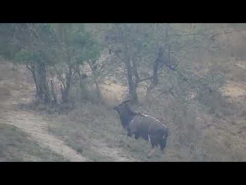 Djuma: Resting Hippos and then Nyala bull - 19:54 - 08/29/2023