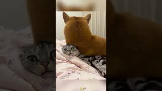 Dog and cat 🤣🤣 #cat #catfunny #funny