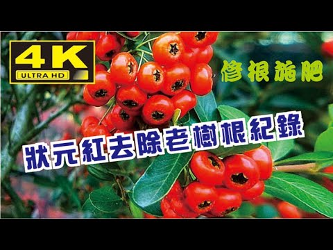 狀元紅風水