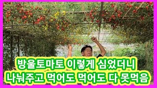 방울토마토 이렇게 심으면 나눠주고 먹어도 먹어도 다 못먹음 터널재배 방울토마토 키우기,재배방법,전원일기,세상…