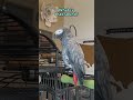 Even Giz Has Seen A Wet Fart Go Bad Talkingparrot Africangrey Gizmo