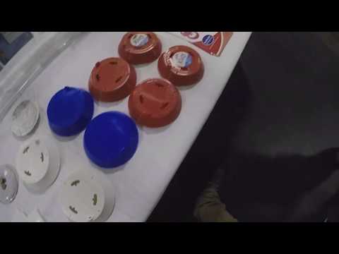 Pest Protect 2018 in Bremen..