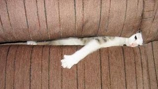 If you want to LAUGH, YOU NEED A PET! - Best funny ANIMAL compilation