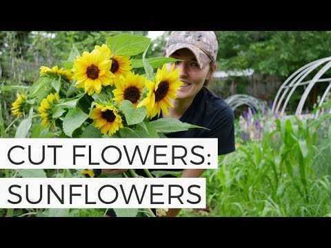 Using Sunflowers as Cut Flowers - Cut Flower Gardening for Beginners