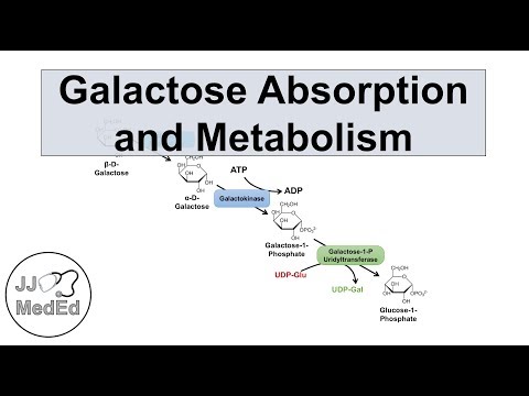 Overview of Glycolysis Basics for Beginners Biochemistry Lesson