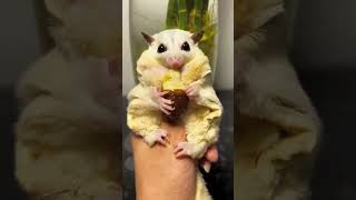 Download lagu lucu #animals #lucu #makan #ulat #satisfying #viralshort #youtubeshorts #trending #cute #1million mp3 Download lagu lucu #animals #lucu #makan #ulat #satisfying #viralshort #youtubeshorts #trending #cute #1million mp3