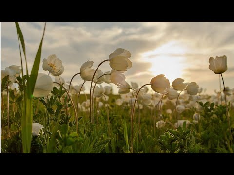 Самая короткая ночь. 22 июня 2019.🌤☀️🌛