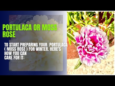 Tips for Portulaca plant care before winter season #tips #new #video #viral #plants #care #nature