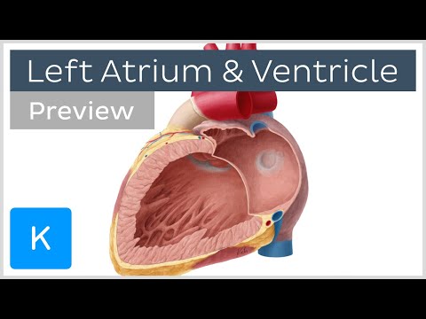 Left atrium and ventricle (preview) - Human Anatomy | Kenhub