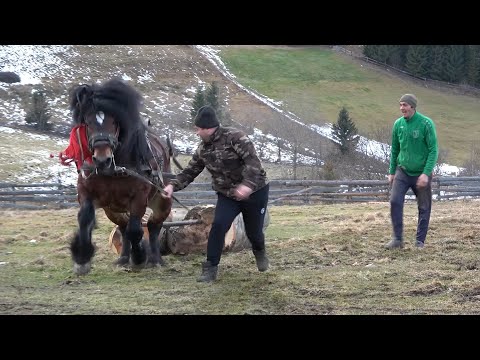 Armasarii lui Sorin de la Marisel, Cluj Tractiunea - 2020 Nou!!!