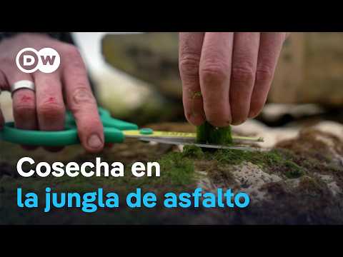 Urban Foraging - Lo comestible está en todas partes | DW Documental