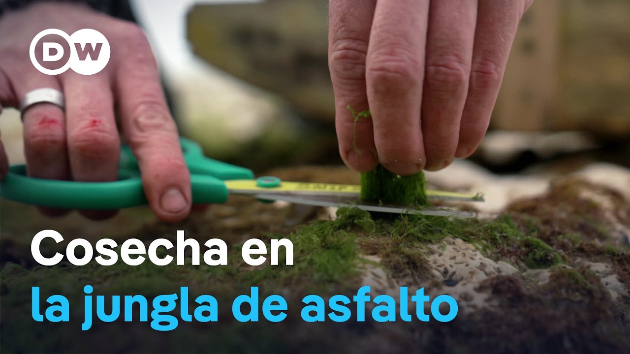 Urban Foraging - Lo comestible está en todas partes | DW Documental
