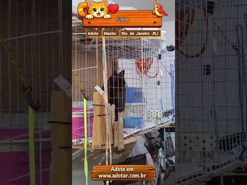 Vídeo de Apolo