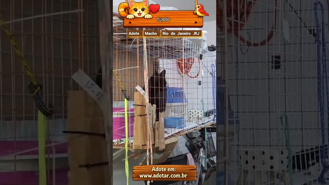 Gato raça SRD-ViraLata idade 1 ano nome Apolo