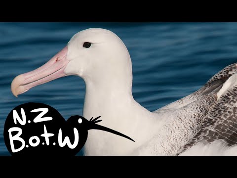 Albatros kráľovský južný (Diomedea epomophora) — vták týždňa Nového Zélandu