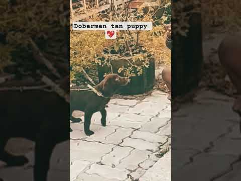 #dog love #dogshorts#cuteanimal #petshub #cutepuppy #pets #cutepet