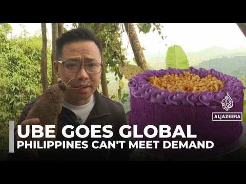 紫色のウベが世界的に人気、フィリピン農家は追いつくのに必死 (Purple ube takes off globally, leaving Filipino farmers racing to catch up)