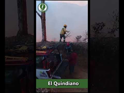 Varias hectáreas de cultivos de aguacate y café fueron arrasadas por incendio en Pijao