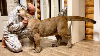 Пума Месси сбежал из дома в поисках Саши! Невероятно преданный и привязанный