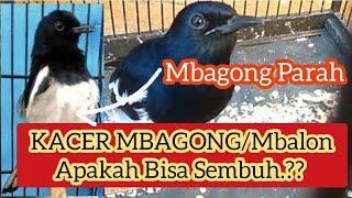Download lagu Obat Kacer Mbagong/Mbalon Parah | Apa Solusi Kacer Mbalon bisa sembuh dan Fighter kembali? mp3 Download lagu Obat Kacer Mbagong/Mbalon Parah | Apa Solusi Kacer Mbalon bisa sembuh dan Fighter kembali? mp3