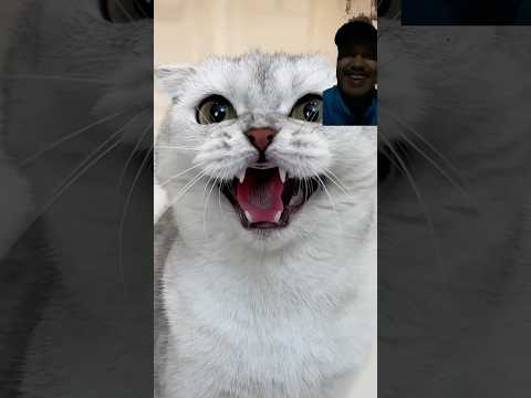 #funny #pets #cat #kitten #subscribe