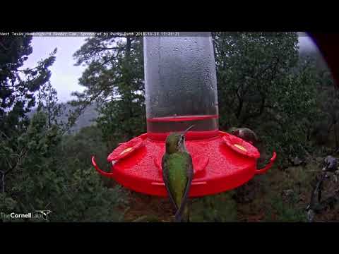 Hummers Buzz Around on a Wet Morning in West Texas – Oct. 23, 2018