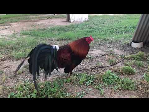 Kelso And Leiper 2109678616