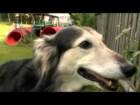 Pet4you.gr: Dogs Whippet - Γουίππετ