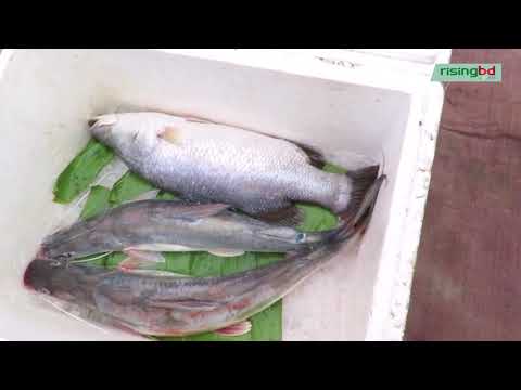 পদ্মার পাড়ে ইলিশ উৎসব