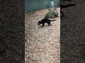 Tasmanian Devil Spinning Around Shorts Tasmaniandevil Zoo Ytshorts