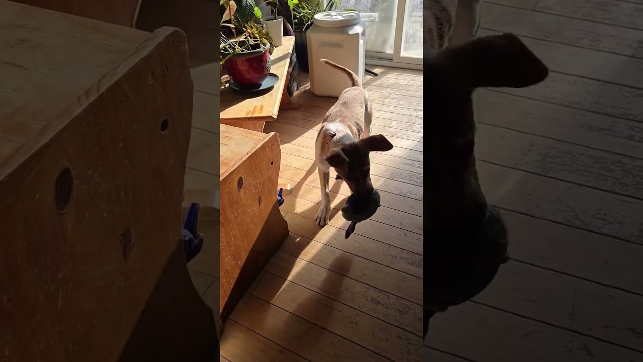 Enlarge Milo, a ADOPTABLE mixed breed in Fort Collins, CO video 6/6