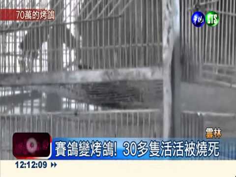 賽鴿變烤鴿! 70萬亞軍鴿葬火場