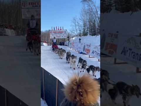 Iditarod 2023 - corrida de trenós puxados por cães no Alasca