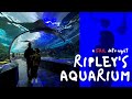 Ripley's Aquarium Valentine's Dinner