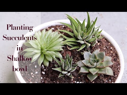 YouTube video about: Which succulents can be planted together?