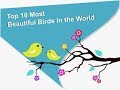 Top 10 Most beautiful birds in the world/ King Faisal/educational video/from the website/// Top 10 Most beautiful birds in the world/ King Faisal/educational video/from the website///