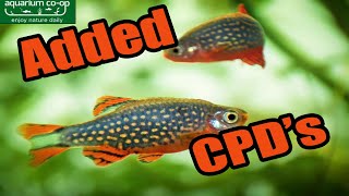 Subscriber Built Aquarium UPDATE - Adding CPD's