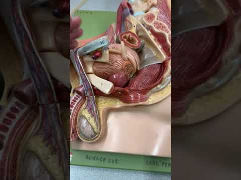 Urinary Anatomy for Males