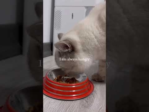 My Cat Is Always Hungry 😼 #cat #catshorts #shortsviral #shorts