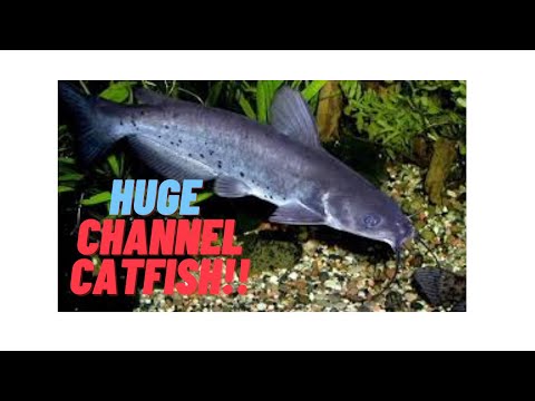 CHANNEL CATFISH TANK : HOW TO CARE FOR A CHANNEL CATFISH