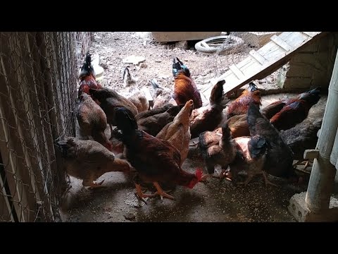 Cách ủ phân gà hoai mục, để bón cho rau🐓🐓🐓🌱🌱🌱