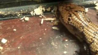 Binky&#39;s Cricket Madness-Talons Out(Teeth Sharpened)