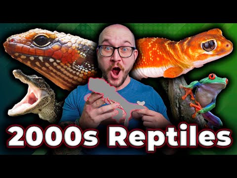 2000s Reptiles You Never See Anymore | Where Are They Now?