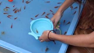 preview picture of video 'Cazando pececitos en el Matsuri / Catching goldfishes in Ryukyudai Matsuri'