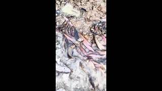 Download lagu 🔥 LIVE: Amazing Native Fish Walking on Land in Heavy Rain! 🐟🌧️ | Fishing Live #8 mp3 Download lagu 🔥 LIVE: Amazing Native Fish Walking on Land in Heavy Rain! 🐟🌧️ | Fishing Live #8 mp3