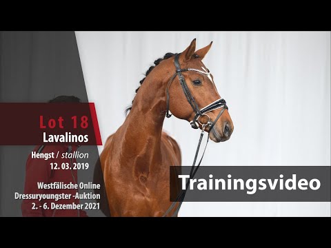 Online Dressuryoungster-Auktion Training Lot 18 Lavalinos Hengst v. Lord Nunes - Abercrombie