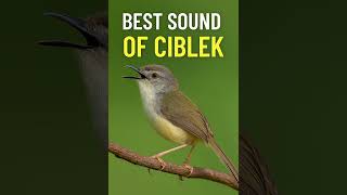 Download lagu Masteran Terbaik Untuk Kenari #ciblek #masteranburung #kenari mp3 Download lagu Masteran Terbaik Untuk Kenari #ciblek #masteranburung #kenari mp3