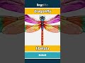 dragonfly - libélula video thumbnail